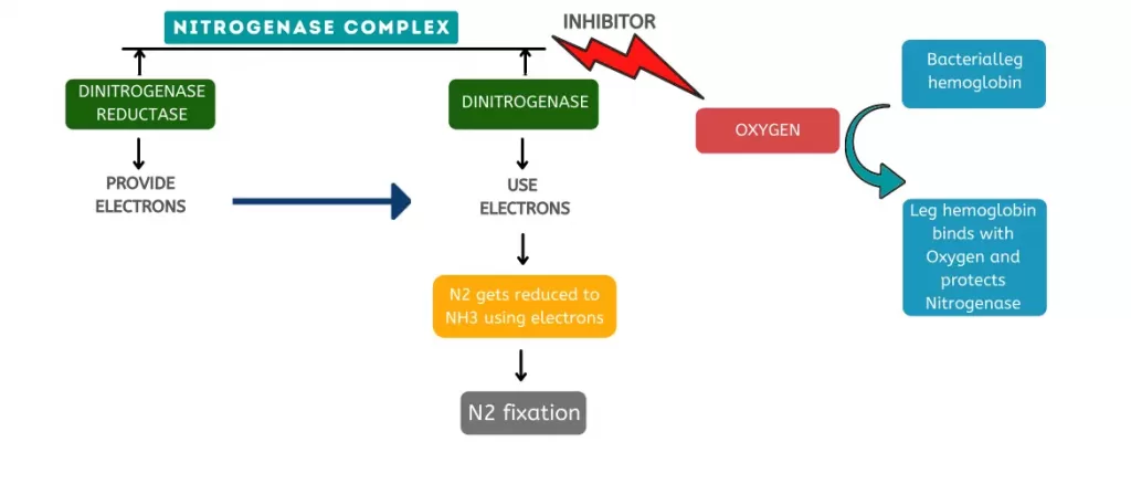 N2 fixation of PGPR