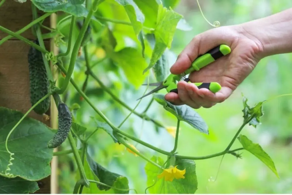Pruning of cucumber plantation in polyhouse 