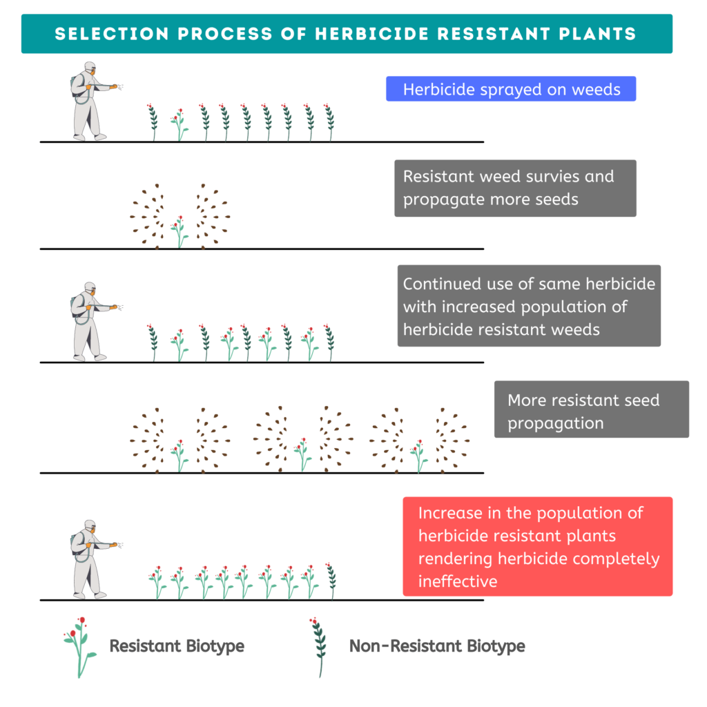 Selection process of herbicide resistant plants