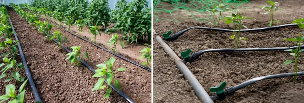 Plasticulture On-line drip irrigation