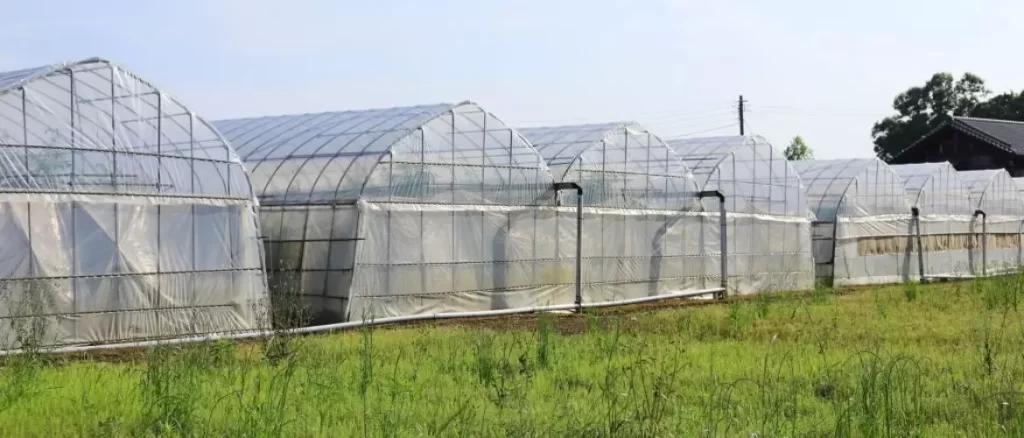 Plasticulture use of plastic in polyhouse