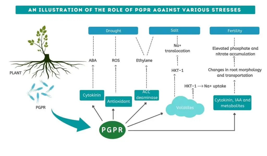 An illustration of the role of PGPR against various stresses