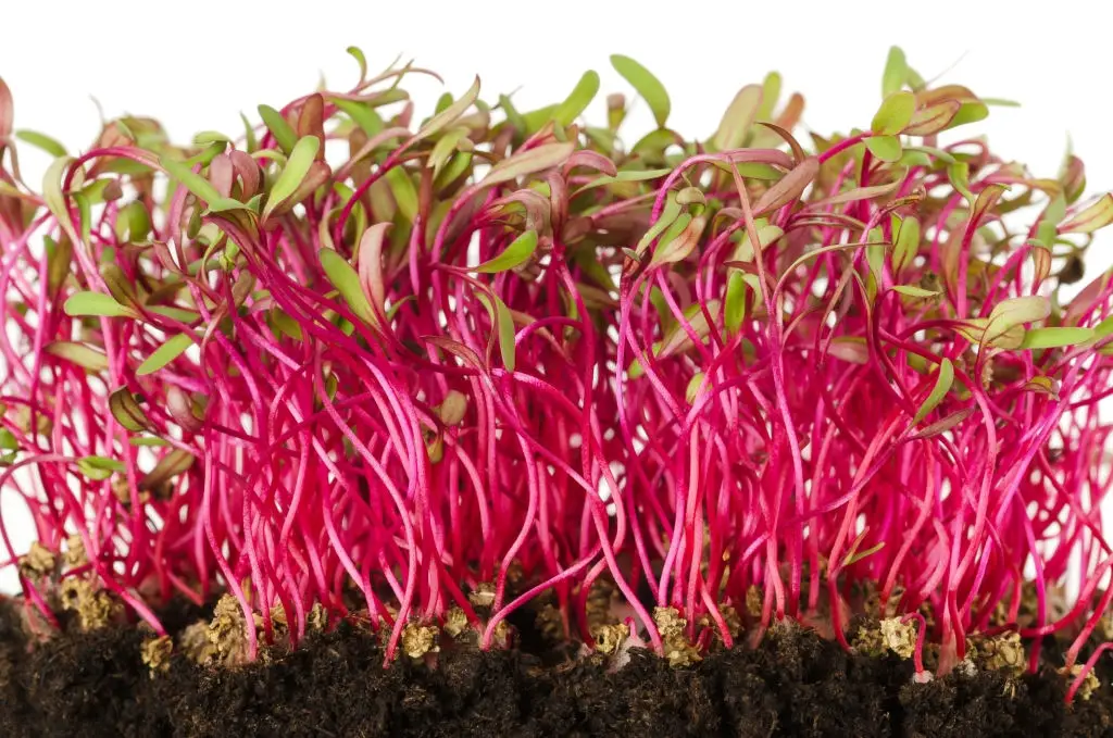 Fresh sprouts of beetroot farming