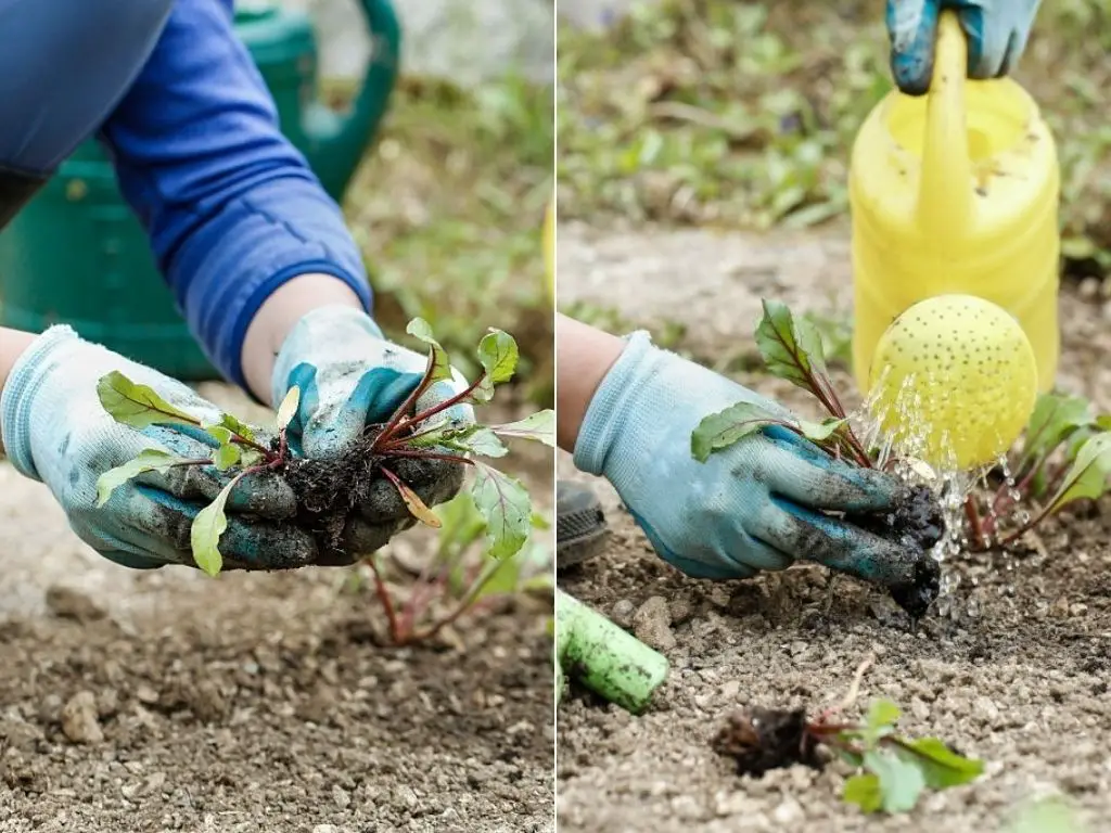 Farmer separating the beetroot seedlings and watering the root before planting the seedling in the filed for beetroot farming