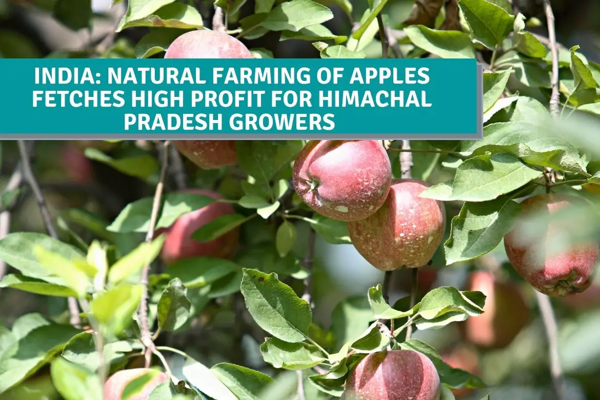 India Natural Farming Of Apples Fetches High Profit For Himachal