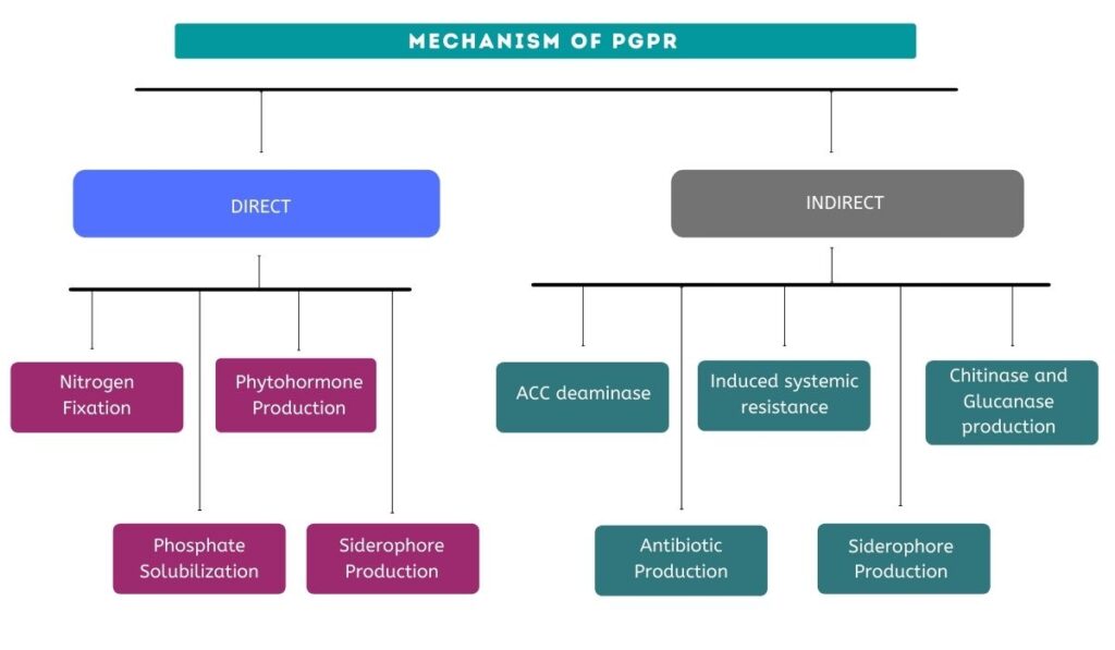 PGPR employs direct and indirect mechanisms to combat abiotic stress.