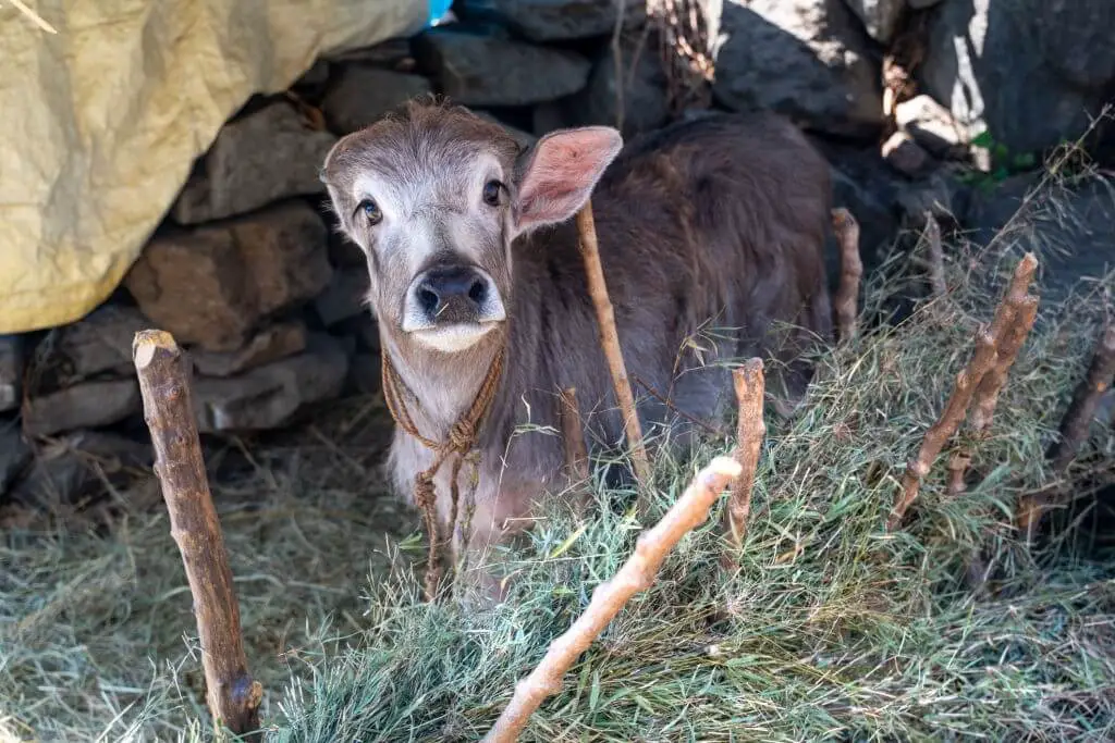 New born calf in shed