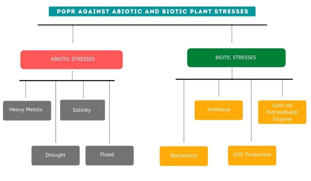 PGPR against abiotic and biotic plant stresses