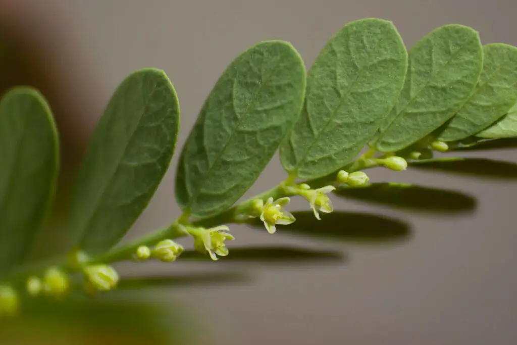 Phyllanthus niruri flower