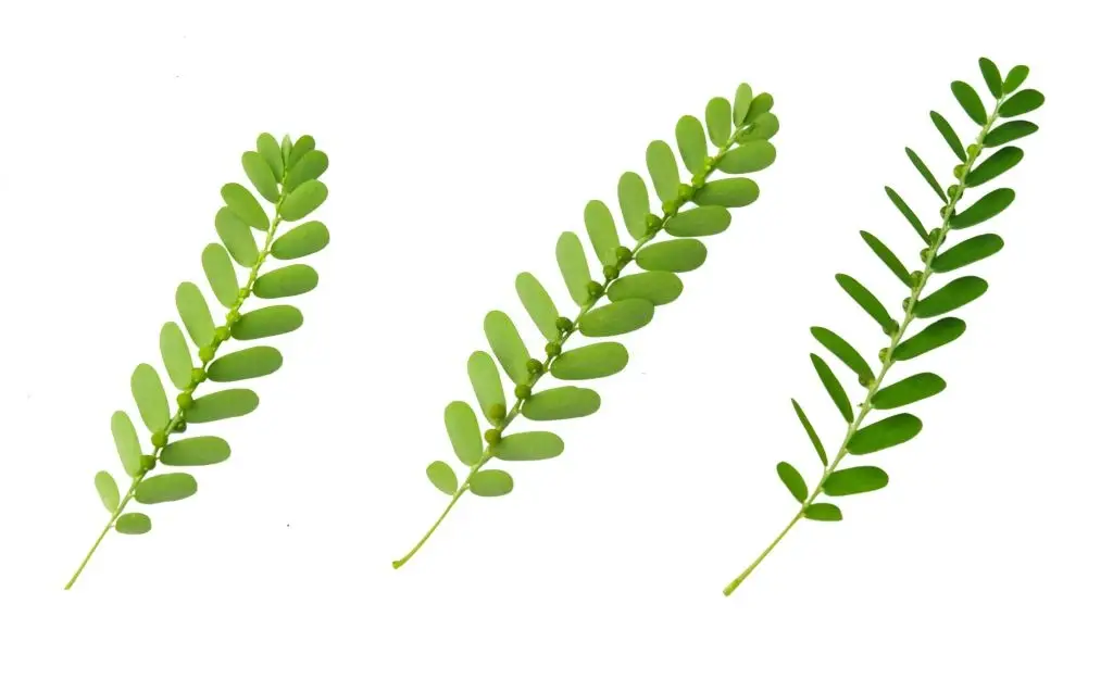 Phyllanthus niruri leaves
