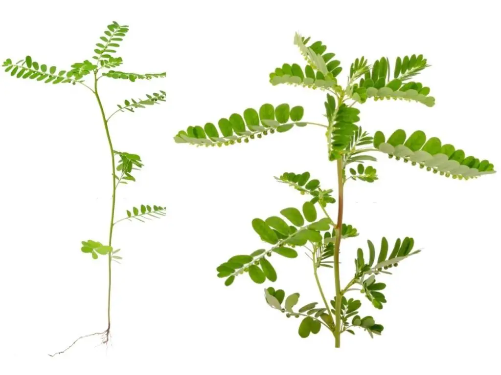 Phyllanthus niruri plant