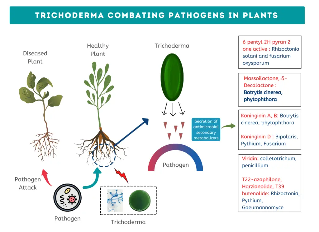 Process of Trichoderma acting as a bio agent and combating pathogens in plants