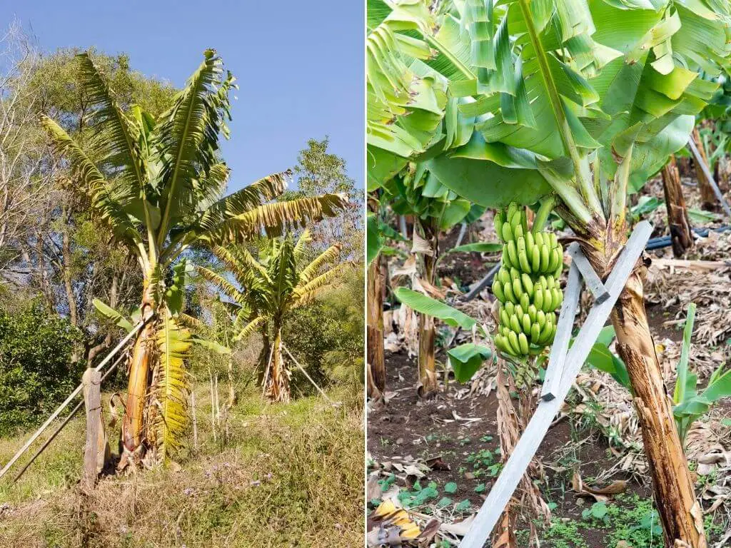 Propping banana tree / supporting banana tree