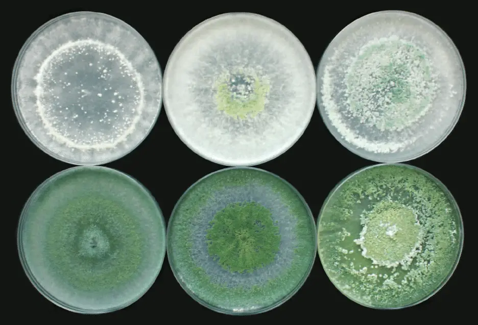 Different types of colors and morphologies of the fungal colonies on Trichoderma spp. 