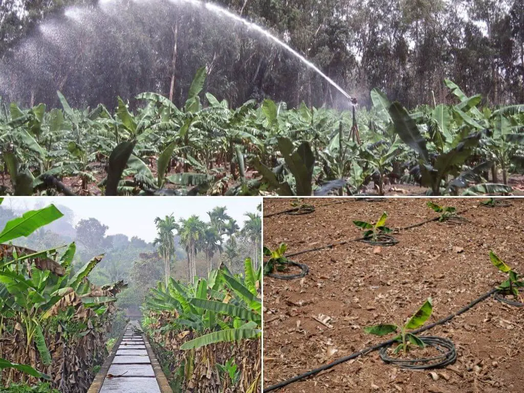 banana irrigation for banana cultivation