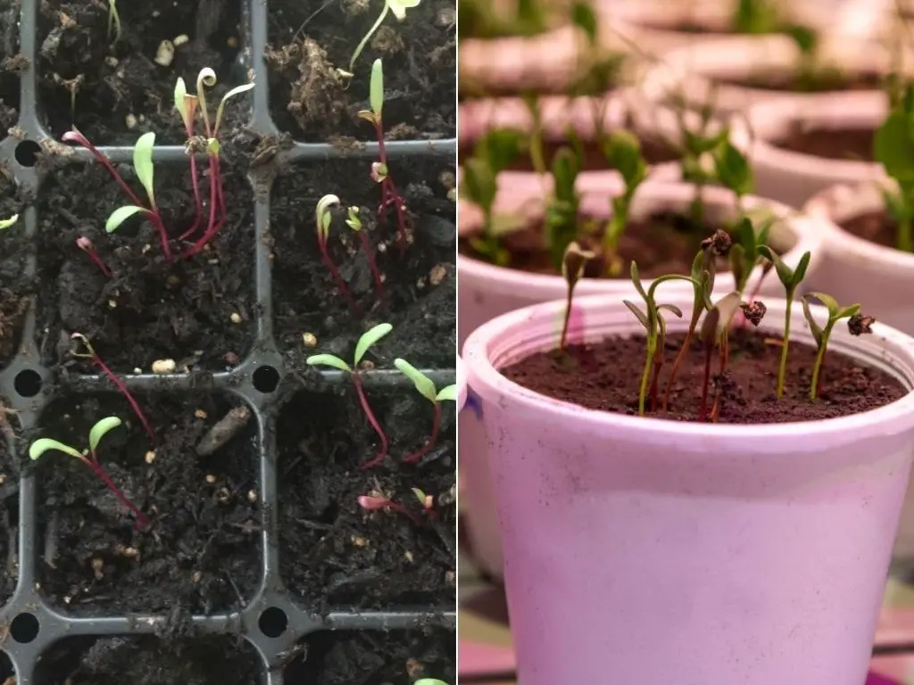 beetroot seedlings on tray and plastic pot for beetroot farming