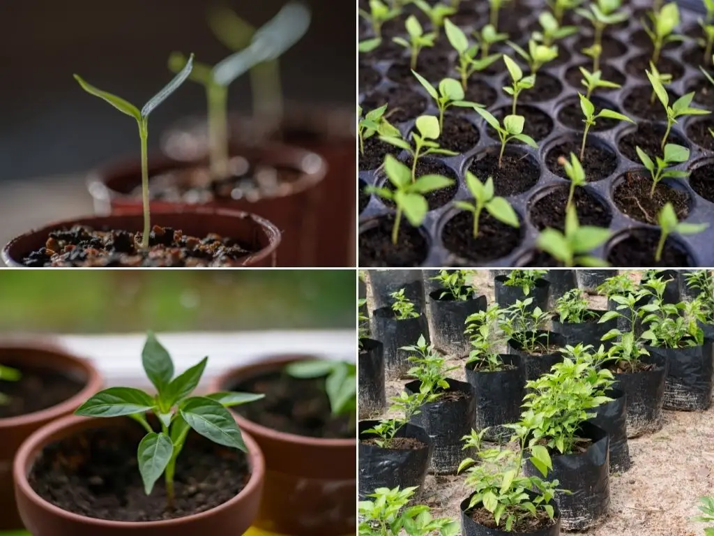Chilli seedling at various stages of its growth cycle