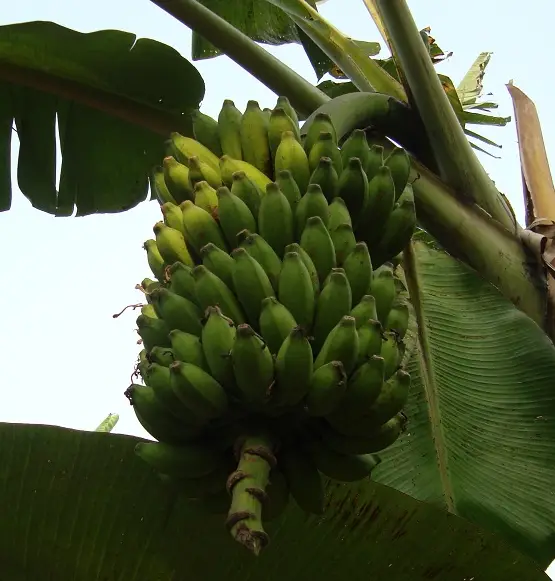 Champa banana variety in India for banana cultivation