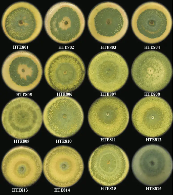 Colonies of Trichoderma spp. collected from soils with different crops and agronomic conditions
