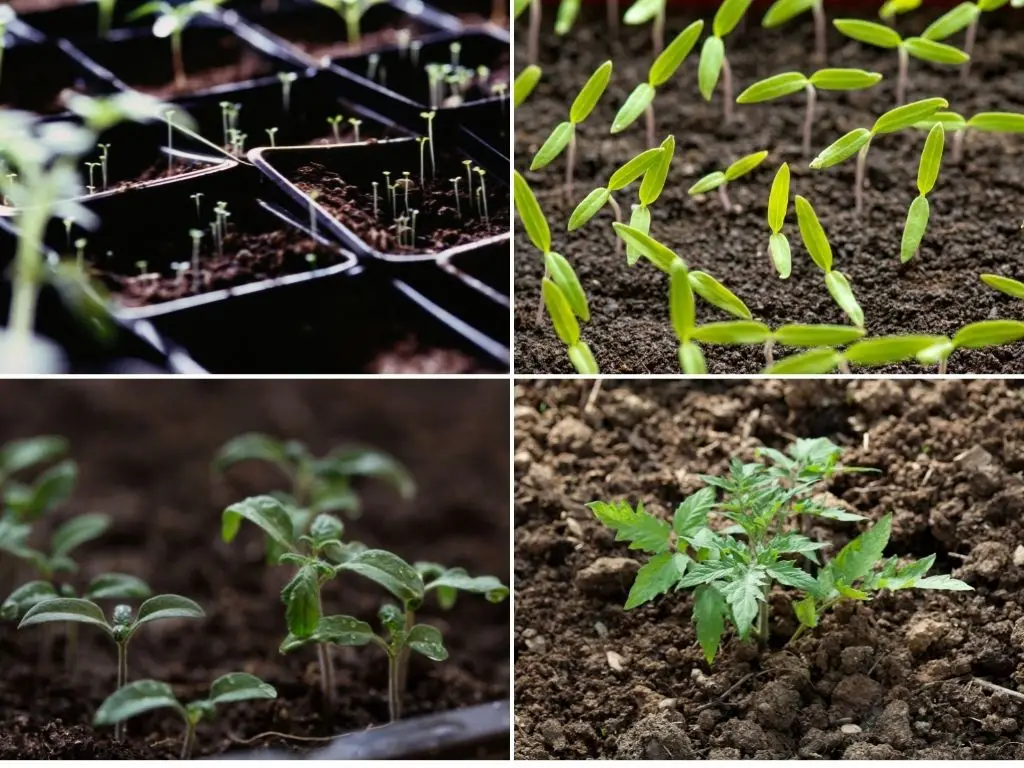 Tomato seedlings in various growth stages