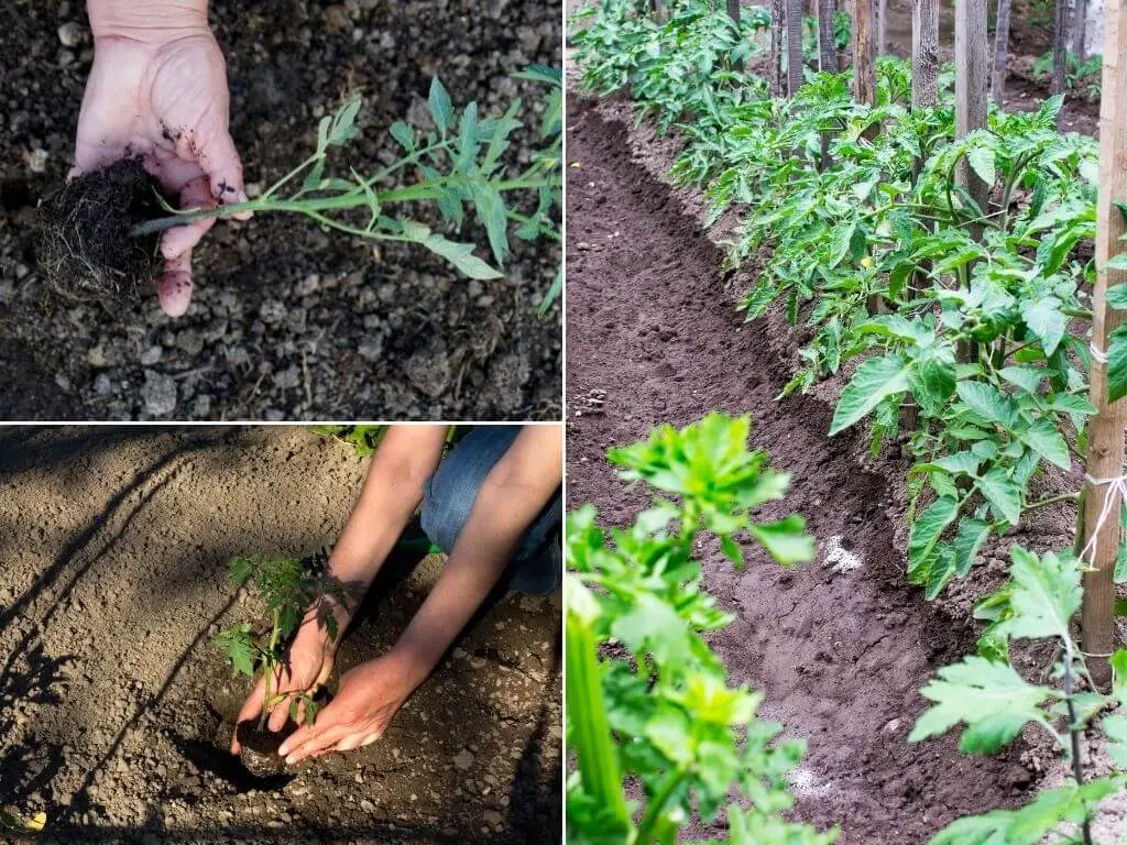 Tomato seedlings plantation. planting tomato seedling