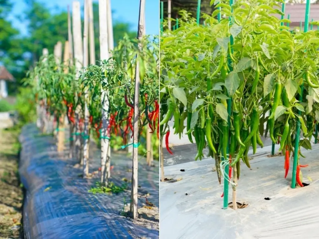 Chilli plants supported by metal rods and bamboo sticks for chilli cultivation