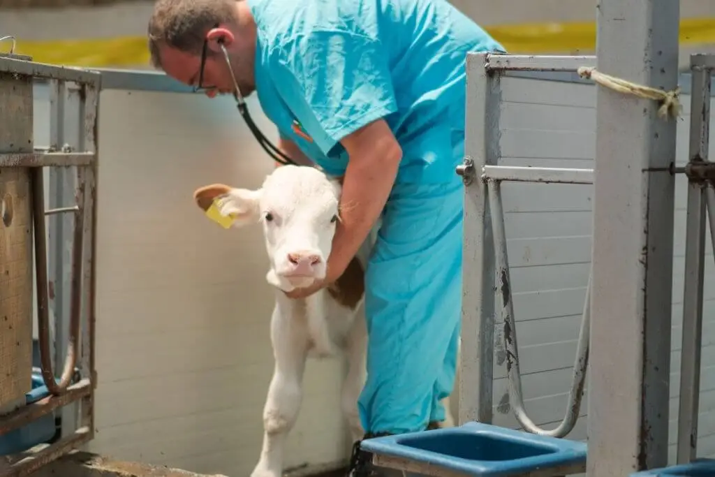 veterinarian checking calf health