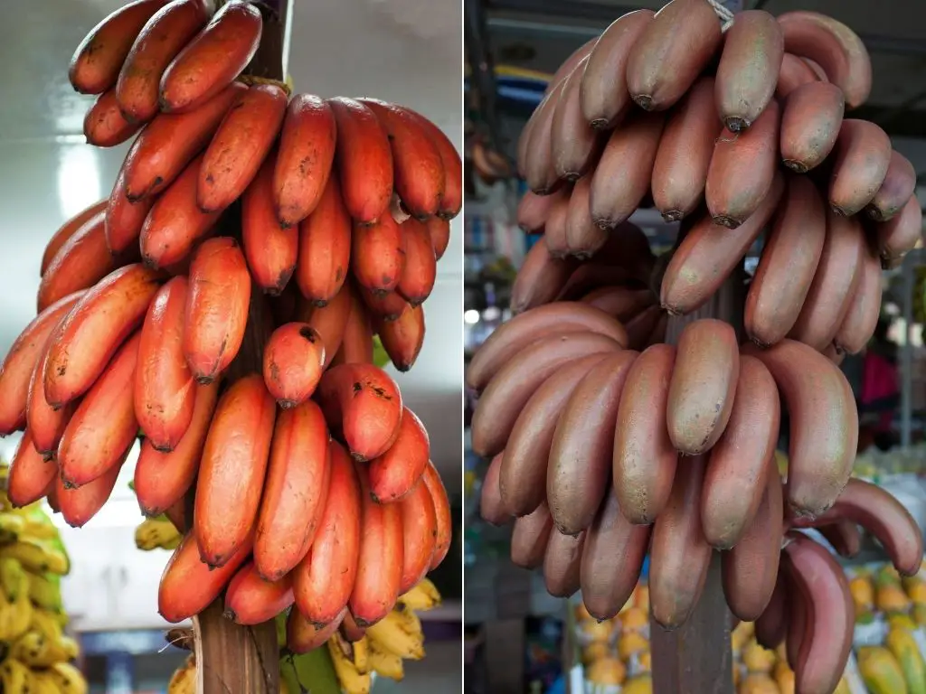 Red banana variety for farming