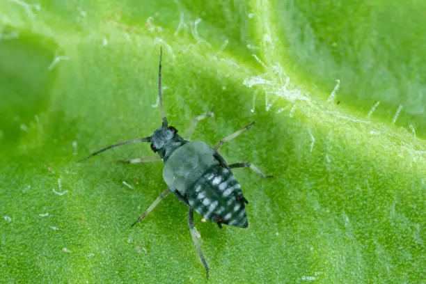 Aphis fabae in beetroot farming