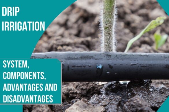 Drip irrigation: System, components, advantages and disadvantages