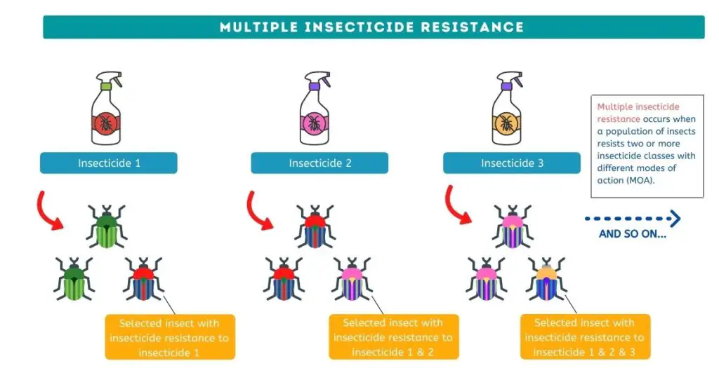 Multiple insecticide resistance