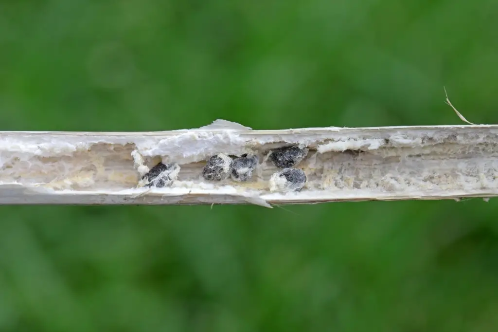 Split stem of the plant with black hard fungal bodies in Sclerotinia Stem Rot 
