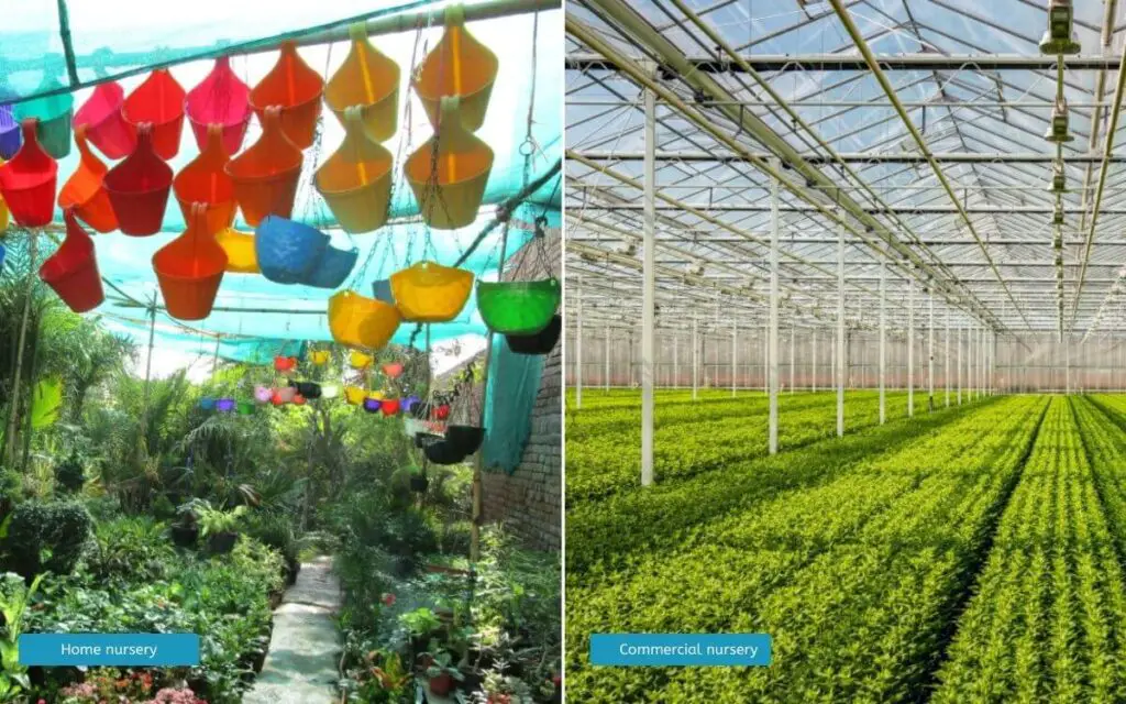 What is a plant nursery, its importance and Types