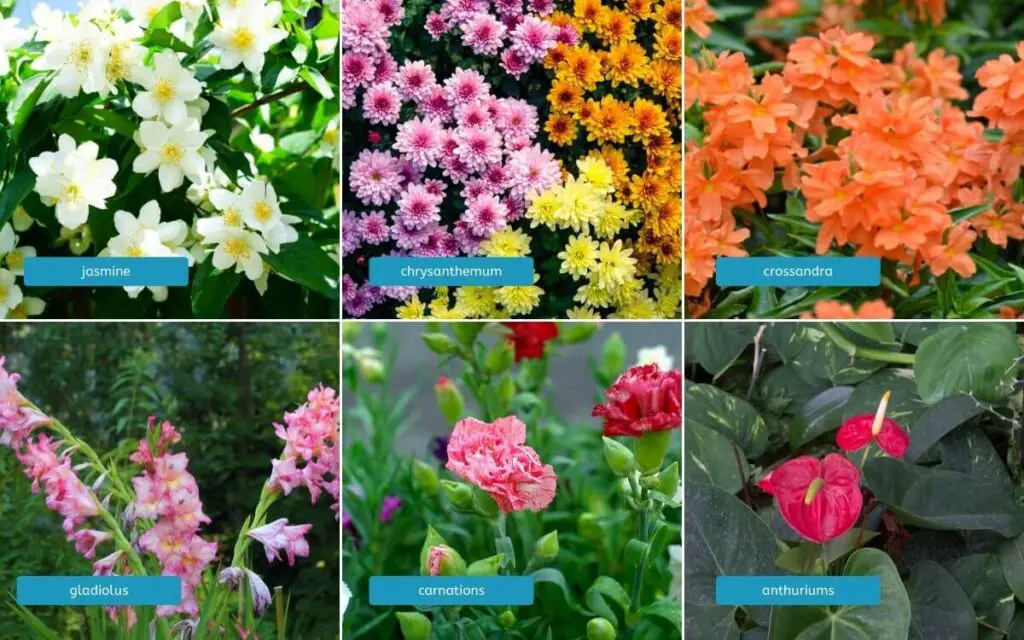 Examples of Floriculture flowers. branch of horticulture