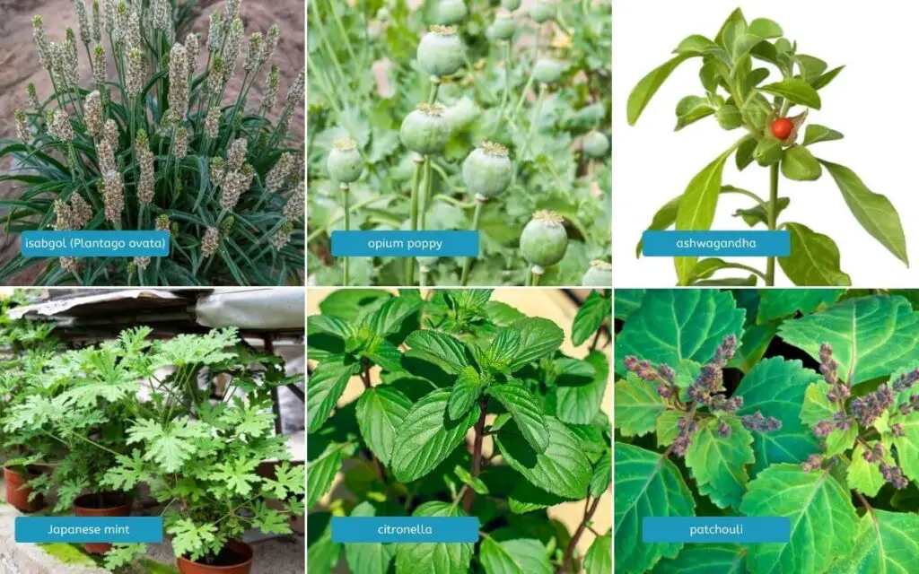  examples of Medicinal and aromatic plants . branches of horticulture.