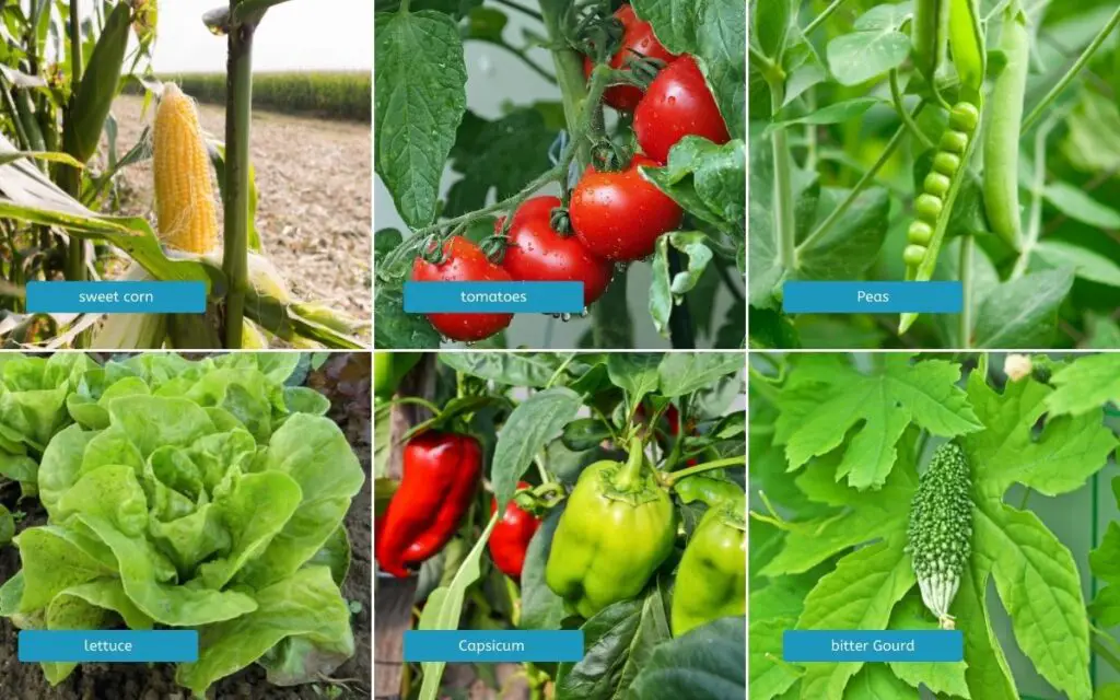 Olericulture. Horticulture vegetable examples. branch of horticulture