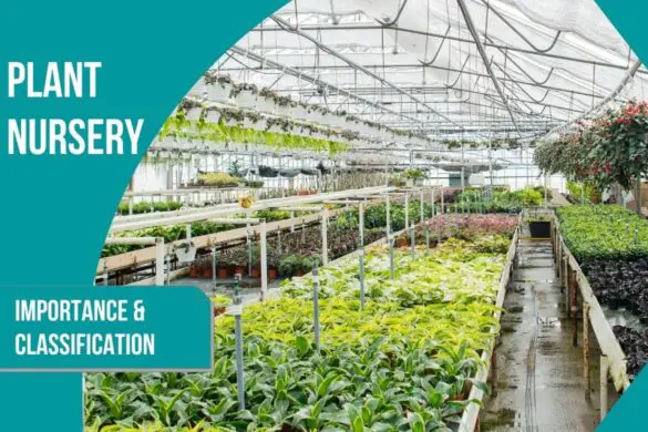 What Is A Plant Nursery Its Importance And Types