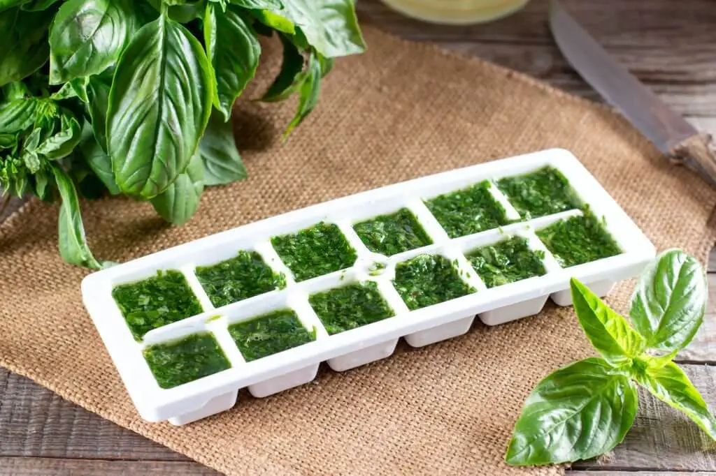 Freezing chopped herbs in ice tray for storing