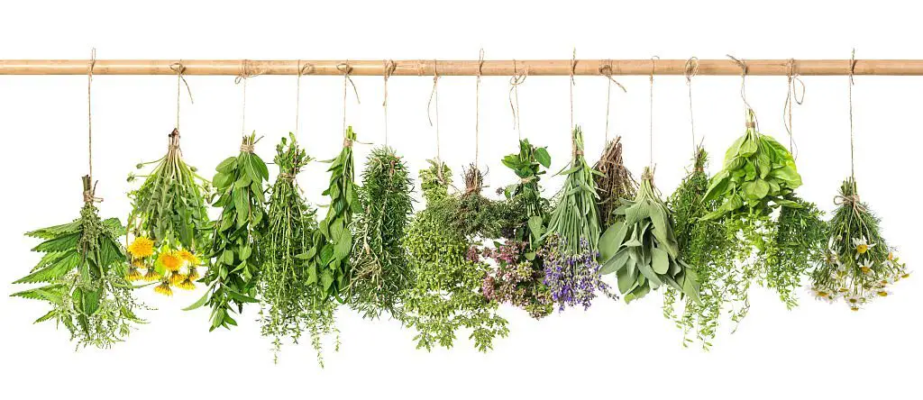 Air drying herb