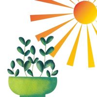 sunlight requirements for growing basil at home indoor container gardening
