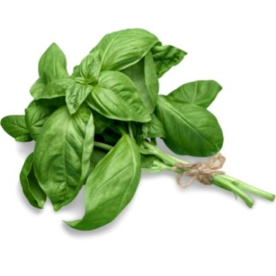 how to grow basil in container at home for indoor container gardening