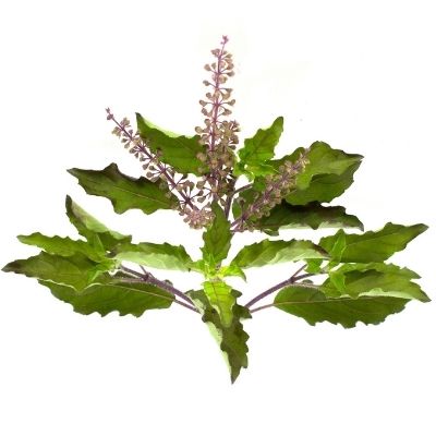 Guide to growing Holy basil in container for indoor container gardenig