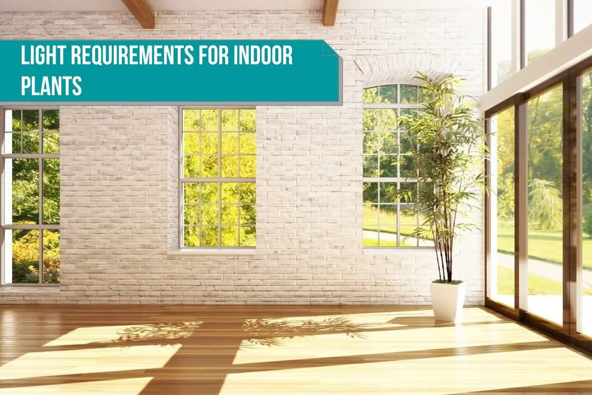 Light requirements for indoor plants