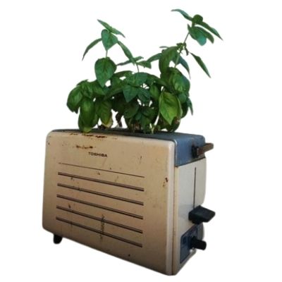 Plant growing in a toaster. this is depicting that plants can be grown in anything as long as it contains appropriate amount of soil. making the right choice of container is crucial for successful container gardening. 