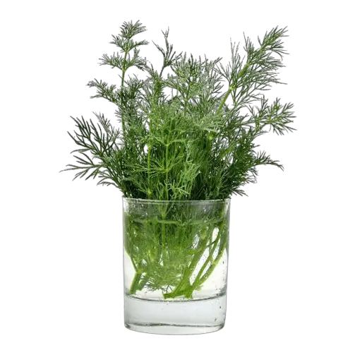 storing herbs in glass vase filled with water