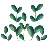 chervil plant size