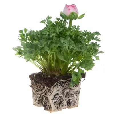 pot bound or root bound plant in a container. this happens when the container size is not enough for the plant's roots to spread. 