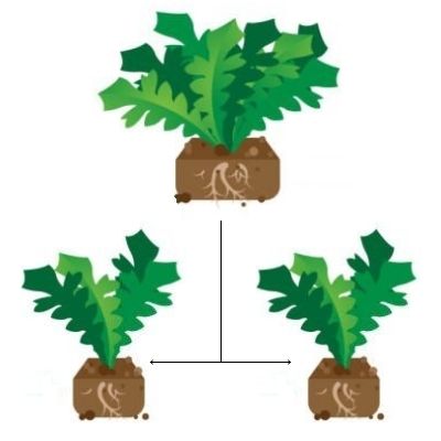 root division method for plant propagation for herbs and spices