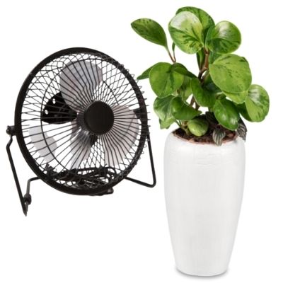 ventilation and airflow requirements for growing herbs and spices indoor in containers