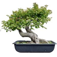 American hornbeam Bonsai Carpinus caroliniana bonsai
